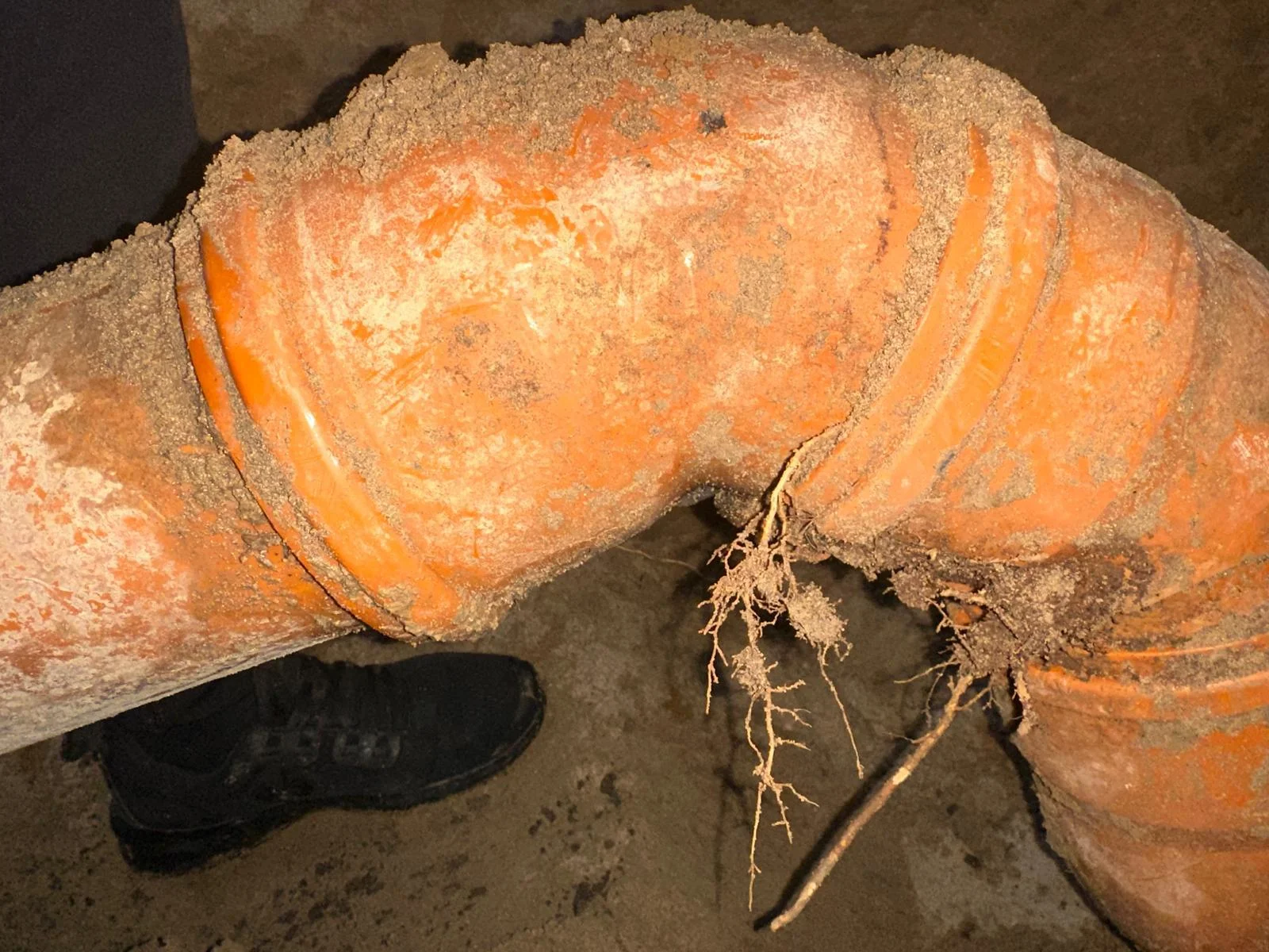 Kanalsanierung Ingelheim am Rhein Wurzeleinwuchs